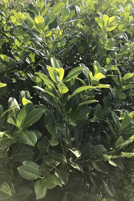 Prunus Rotundifolia